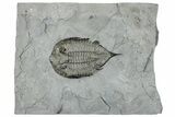 Dalmanites Trilobite Fossil - New York #295600-1